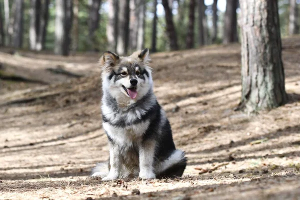 Portrait Eines Jungen Welpen Finnischer Lapphund Hund Wald — Stockfoto