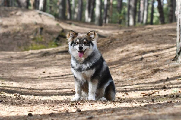 Portrait Young Puppy Finnish Lapphund Dog Forest — Stock Photo, Image