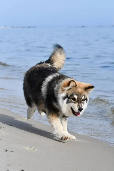 Retrato Cachorro Joven Perro Lapphund Finlandés Playa —  Fotos de Stock