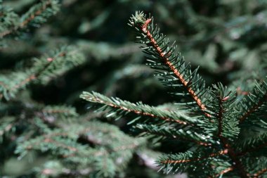 Ormandaki çam ağacının bir dalının fotoğrafı, yeşil arka plan.