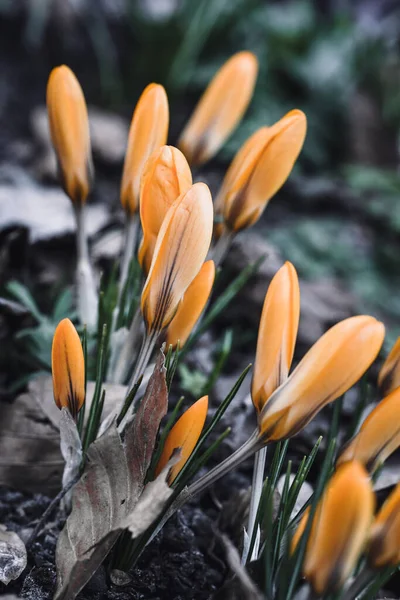 Makro Zbliżenia Żółtych Kwiatów Wiosną — Zdjęcie stockowe