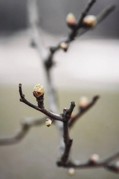 Closeup Μακροεντολή Του Οφθαλμού Ένα Κλαδί Δέντρου Κατά Την Άνοιξη — Φωτογραφία Αρχείου