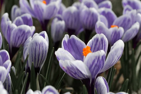 Makro Zbliżenie Fioletowe Kwiaty Wiosną — Zdjęcie stockowe