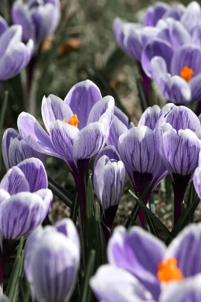 Makro Zbliżenie Fioletowe Kwiaty Wiosną — Zdjęcie stockowe