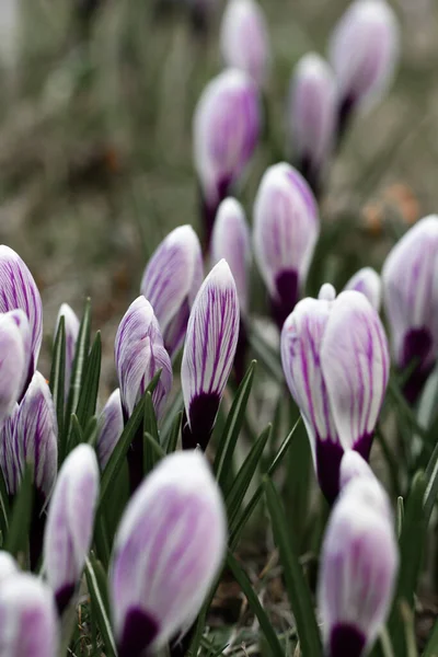 Makro Zbliżenia Kwiatów Krokusa Wiosną — Zdjęcie stockowe