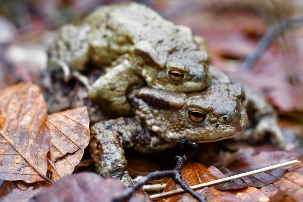 봄철에 짓기를 마리의 두꺼비나 개구리의 주둥이를 클로즈업 매크로 — 스톡 사진