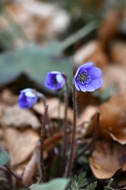 Baharda mavi şakayık çiçeğinin kapanış makrosu