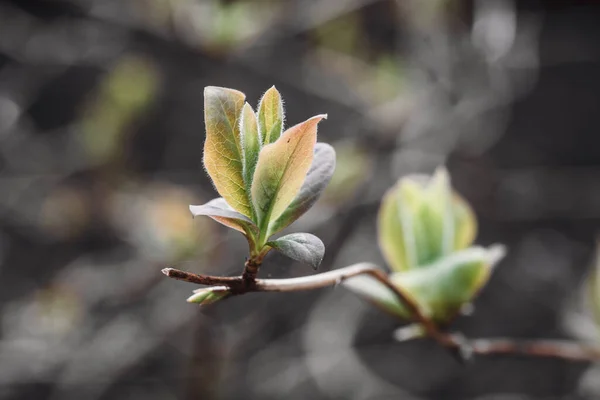 Närbild Små Blad Trädgren Våren Tillväxt Naturen — Stockfoto