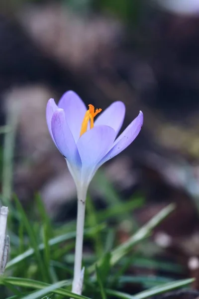 Zbliżenie Purpurowy Kwiat Krokusa Sezonie Wiosennym — Zdjęcie stockowe