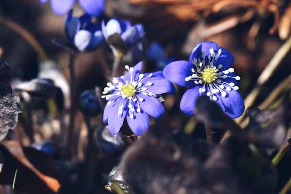 Zbliżenie Niebieskich Kwiatów Sezonie Wiosennym — Zdjęcie stockowe