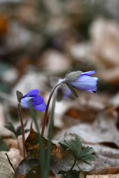 Fechar Macro Flores Anêmona Hepatica Azul Durante Primavera — Fotografia de Stock