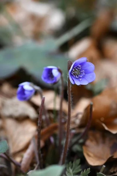 Primer Plano Macro Anémona Azul Hepática Flores Durante Primavera — Foto de Stock