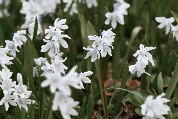 Fechar Macro Flores Brancas Primavera — Fotografia de Stock