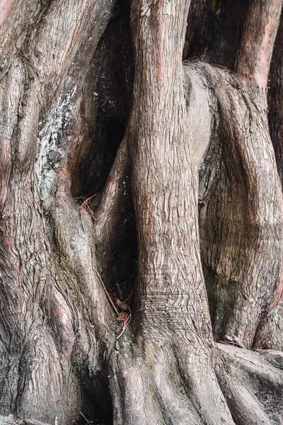 Background Photo Big Tree Texture — Stock Photo, Image
