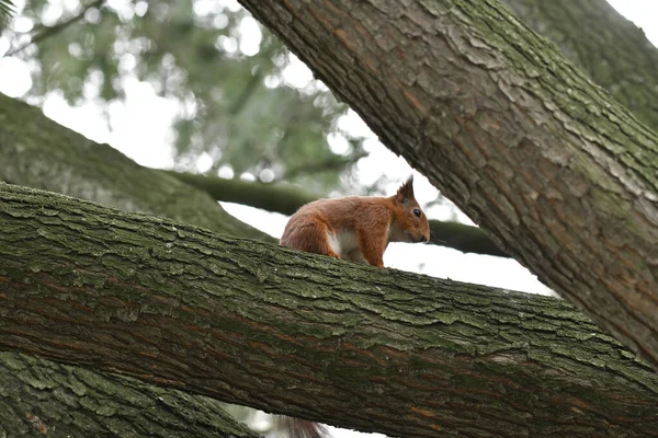 Foto Una Ardilla Árbol Parque — Foto de Stock