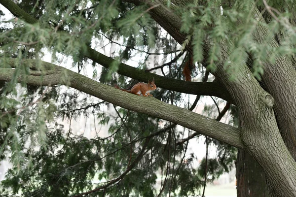 Fotografia Unei Veverițe Într Copac Într Parc — Fotografie, imagine de stoc