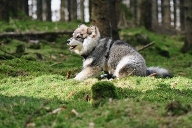 Genç bir köpek yavrusunun portresiFince Lapphund köpeği ormanda