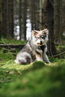 Genç bir köpek yavrusunun portresiFince Lapphund köpeği ormanda