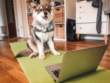 Bir köpek yavrusunun fotoğrafı Fince Lapphund köpeği spor yapıyor veya spor yapıyor