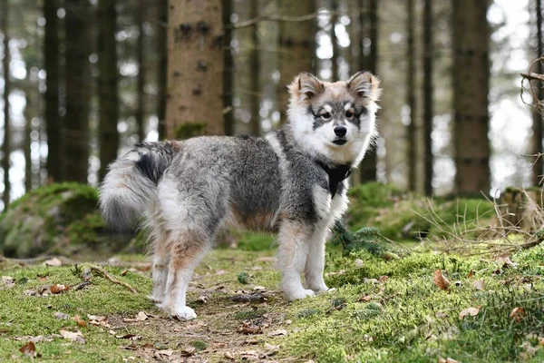 森林里一只年轻的小狗的画像芬兰拉菲狗 — 图库照片