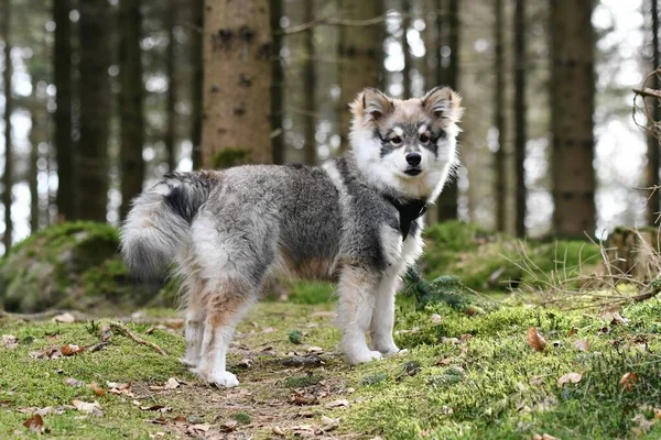 Portré Egy Fiatal Kiskutyáról Finn Lapphund Kutya Erdőben — Stock Fotó