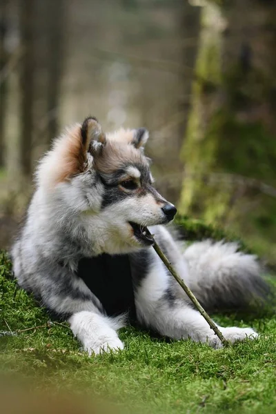 Retrato Filhote Cachorro Finlandês Lapphund Cão Mordendo Pau — Fotografia de Stock