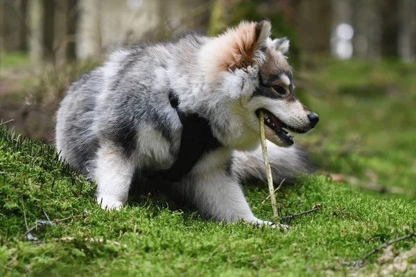 Retrato Cachorro Joven Perro Lapphund Finlandés Mordiendo Palo —  Fotos de Stock
