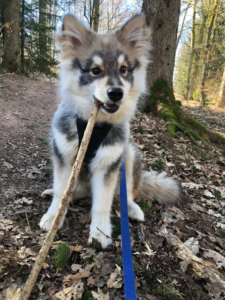 Retrato Cachorro Joven Perro Lapphund Finlandés Masticando Palo — Foto de Stock