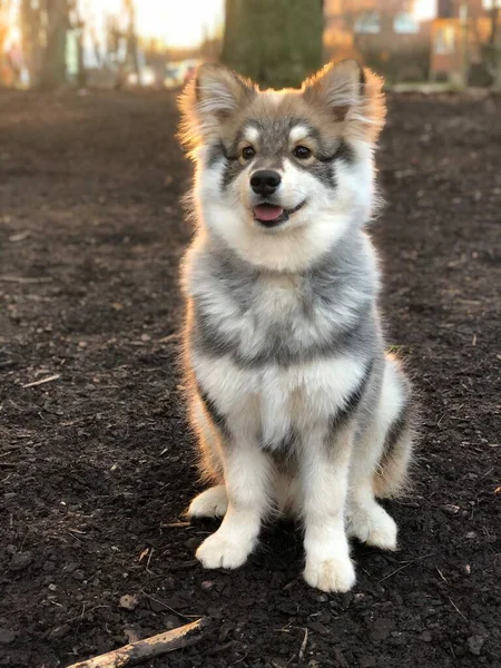 Portrait Jeune Chien Finlandais Lapphund Assis Extérieur — Photo