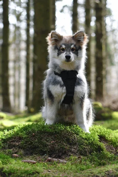 Genç Bir Köpek Yavrusunun Portresifince Lapphund Köpeği Ormanda — Stok fotoğraf