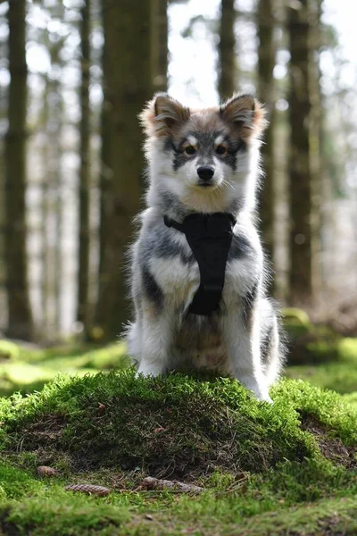 Genç bir köpek yavrusunun portresiFince Lapphund köpeği ormanda