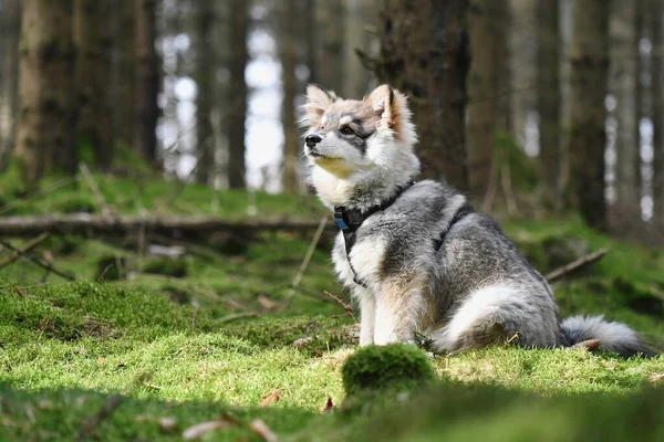 Portré Egy Fiatal Kiskutyáról Finn Lapphund Kutya Erdőben — Stock Fotó