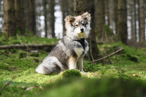 Ritratto Cucciolo Cane Finlandese Lapphund Nella Foresta — Foto Stock