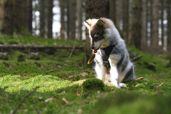 Portret Młodego Szczeniaka Fińskiego Psa Rasy Lapphund Lesie — Zdjęcie stockowe