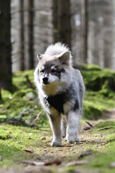 Genç Bir Köpek Yavrusunun Portresifince Lapphund Köpeği Ormanda — Stok fotoğraf