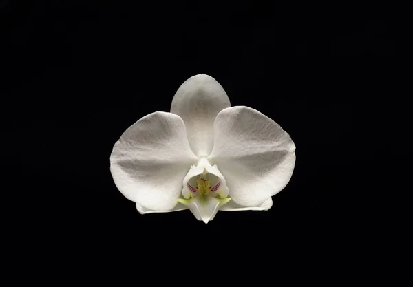 Zdjęcie Białego Kwiatu Czarnym Tle — Zdjęcie stockowe