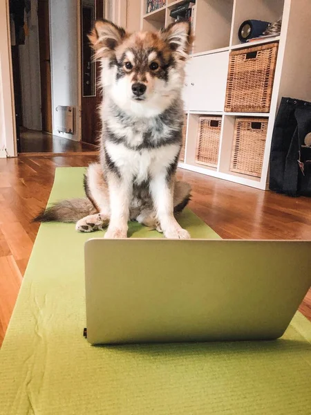 Foto Eines Jungen Welpen Finnischer Lapphund Hund Beim Üben — Stockfoto