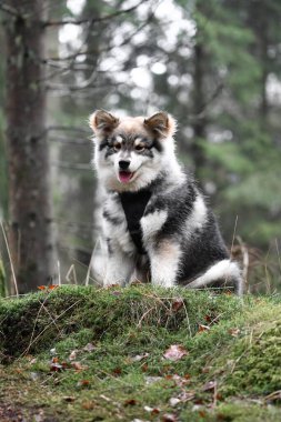 Ormanda ya da ormanda oturan Fince Lapphund köpeğinin portresi