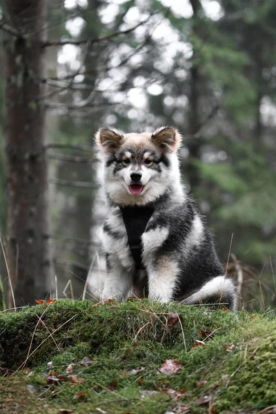 森や森の中に座っている若い子犬フィンランドのラップパウンド犬の肖像画 — ストック写真