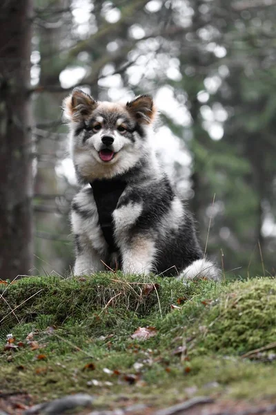 Retrato Filhote Cachorro Finlandês Lapphund Cão Sentado Floresta Floresta — Fotografia de Stock