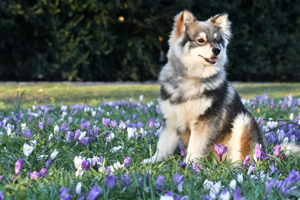 Ritratto Cucciolo Cane Finlandese Lapphund Seduto Tra Fiori Primavera — Foto Stock