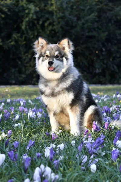 春に花の間に座っている若い子犬フィンランドのラップパウンド犬の肖像画 — ストック写真