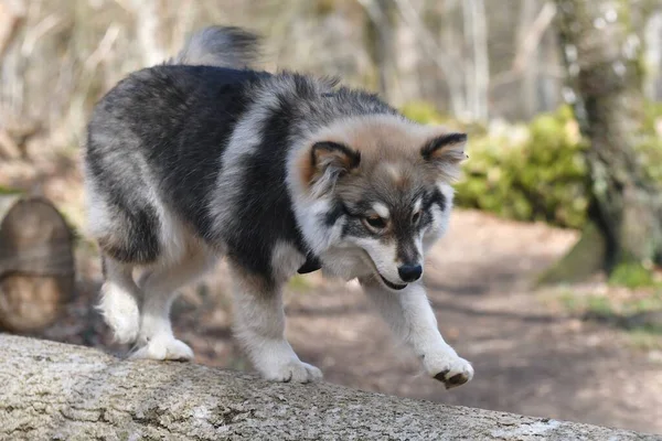 Porträt Eines Jungen Welpen Finnischer Lapphund Hund Der Auf Einem — Stockfoto