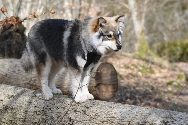 Retrato Cachorro Joven Perro Faldero Finlandés Pie Sobre Árbol Caído —  Fotos de Stock