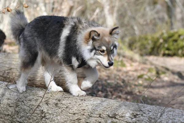 Genç bir köpek yavrusunun portresi Ormanda devrilmiş ağaçta yürüyen Fince Lapphund köpeği