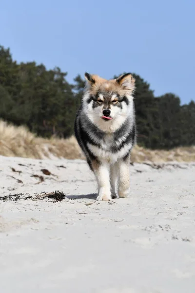 Retrato Filhote Cachorro Finlandês Lapphund Cão Praia — Fotografia de Stock
