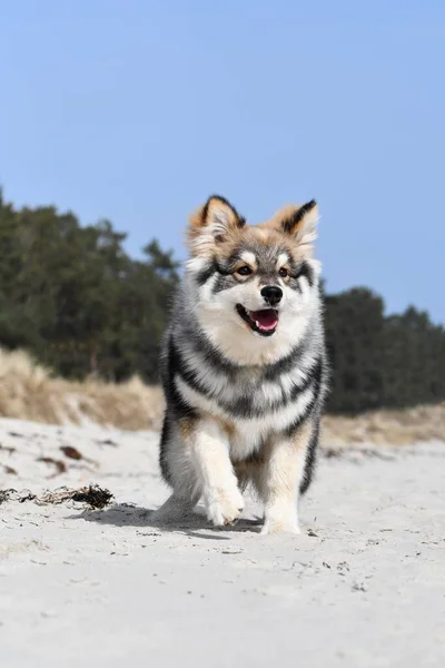 Portrét Mladého Štěněte Finského Psa Lapphund Pláži — Stock fotografie