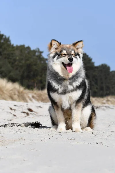 一只年轻的小狗在海滩上的肖像芬兰拉弗德犬 — 图库照片