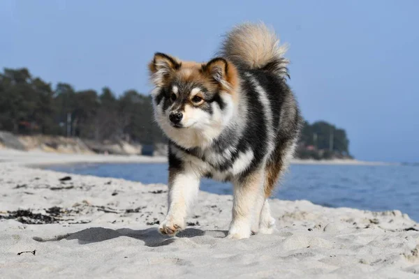 Ritratto Cucciolo Cane Finlandese Lapphund Sulla Spiaggia — Foto Stock