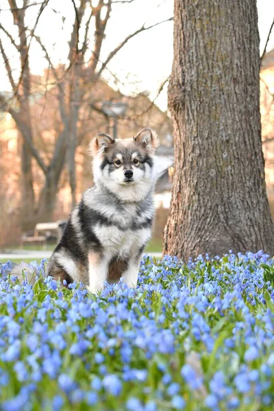 Portretul Unui Cățeluș Finlandez Lapphund Stând Printre Flori Primăvara — Fotografie, imagine de stoc